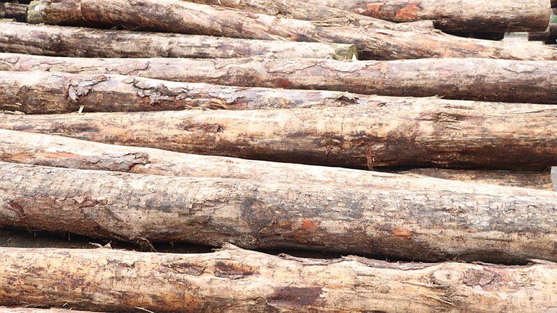 lsb板材原料為進口鬆木