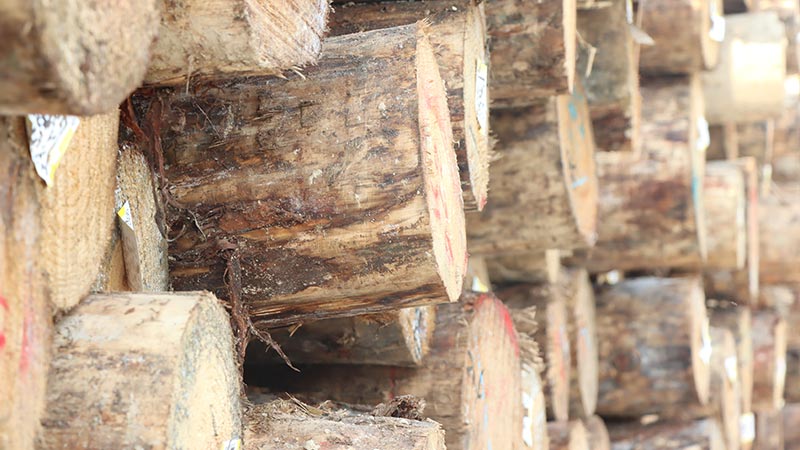 LSB板材取自進口鬆木